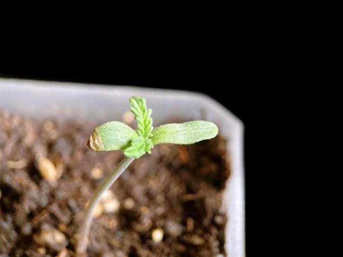 3M ♔ Purple Queen Mother. Week 0