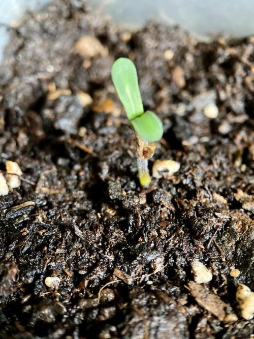 3M ♔ Purple Queen Mother. Week 0