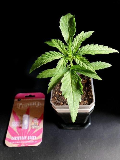 3M ♕ Caribbean Queen. Week 2