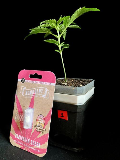 3M ♕ Caribbean Queen. Week 2