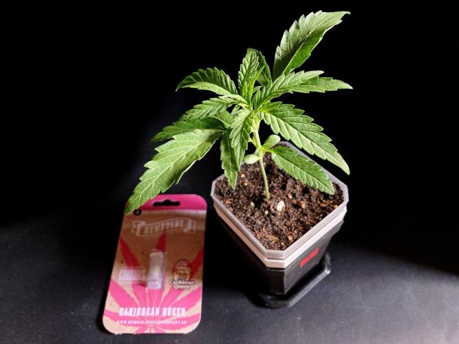 3M ♕ Caribbean Queen. Week 2