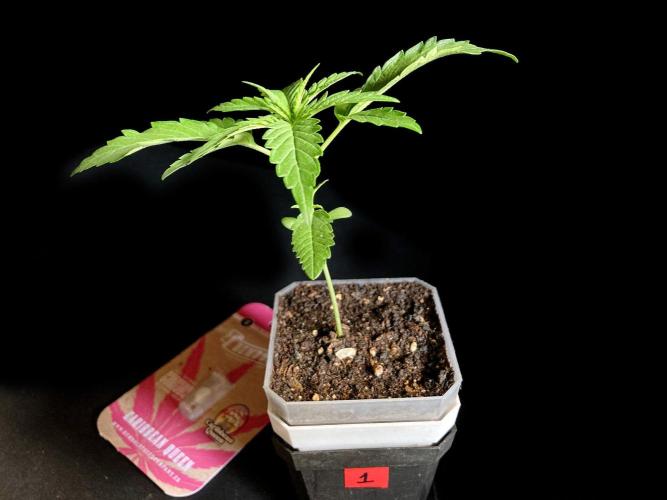 3M ♕ Caribbean Queen. Week 2