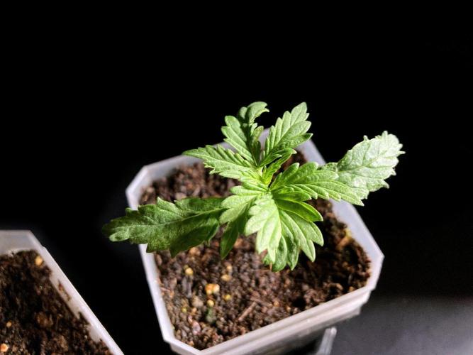 3M ♔ Purple Queen Mother. Week 2
