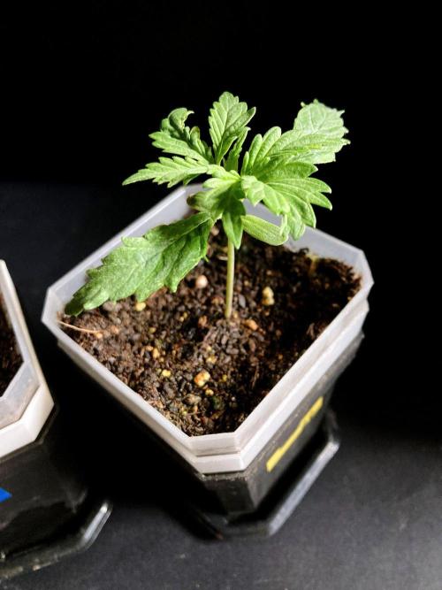 3M ♔ Purple Queen Mother. Week 2