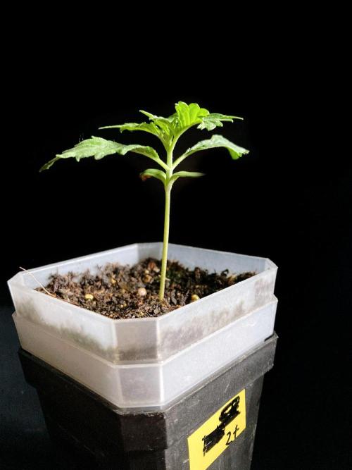 3M ♔ Purple Queen Mother. Week 2