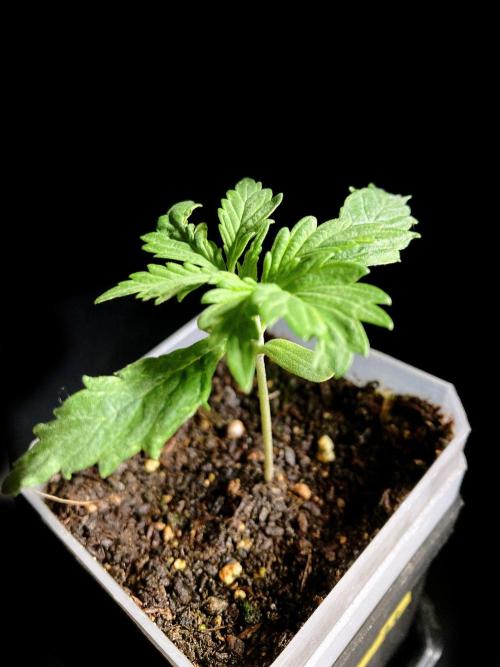 3M ♔ Purple Queen Mother. Week 2
