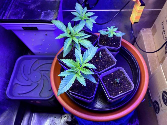 3M ♔ Purple Queen Mother. Week 2