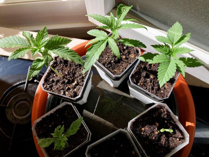 3M ♔ Purple Queen Mother. Week 2
