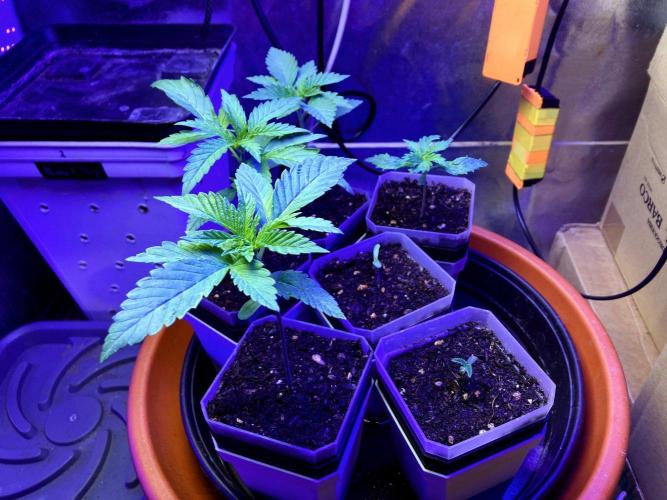 3M 🍧 Gelato 44. Week 0
