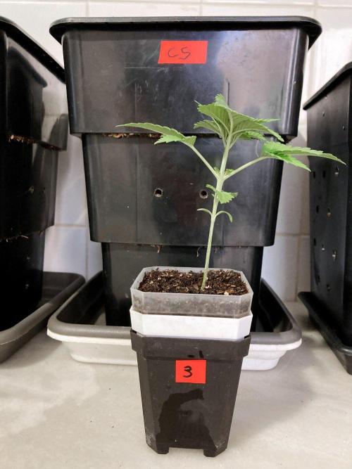 3M 🍊 Clementine Slush. Week 3