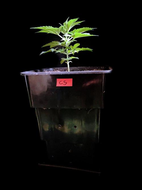 3M 🍊 Clementine Slush. Week 3