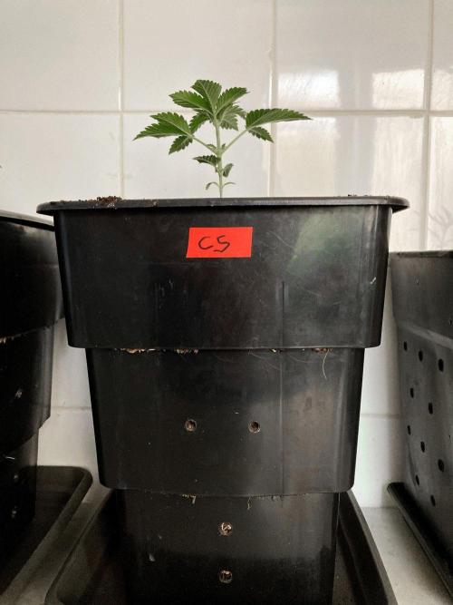 3M 🍊 Clementine Slush. Week 3
