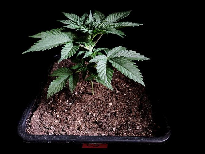3M 🍊 Clementine Slush. Week 3