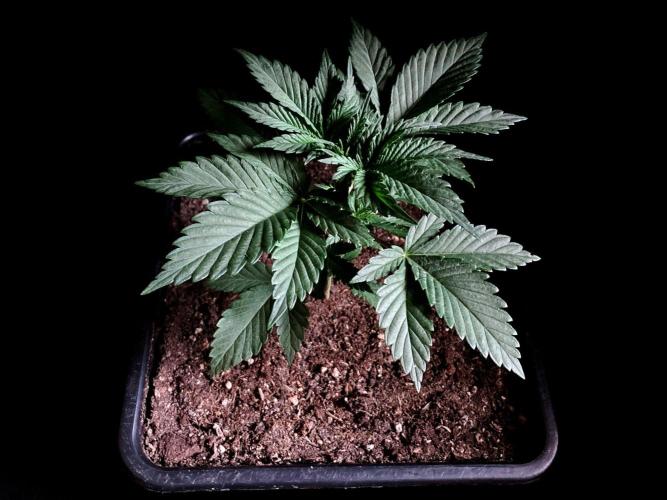 3M 🍊 Clementine Slush. Week 3