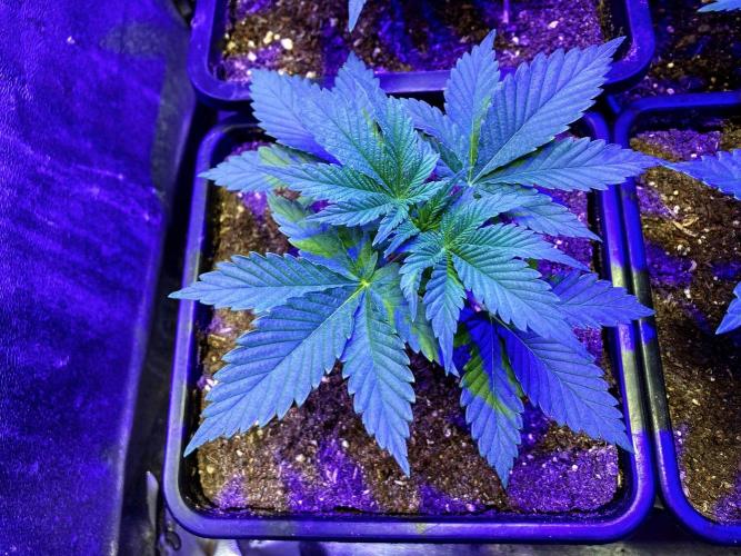 3M 🍊 Clementine Slush. Week 3