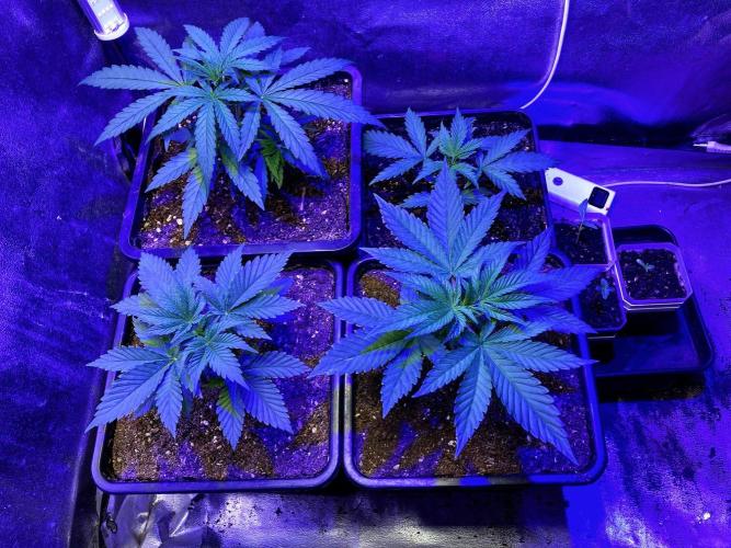 3M 🍊 Clementine Slush. Week 3