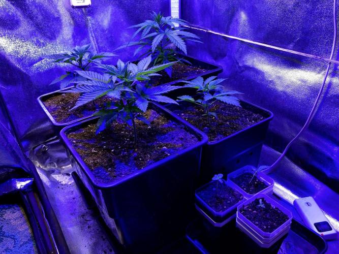 3M 🍊 Clementine Slush. Week 3