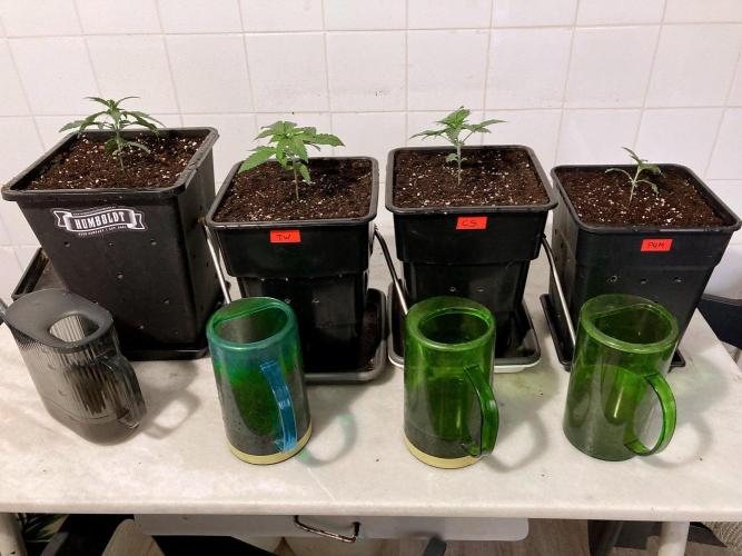 3M 🍊 Clementine Slush. Week 3