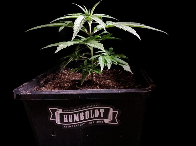 3M ♕ Caribbean Queen. Week 3