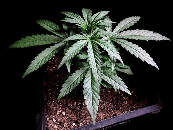 3M ♕ Caribbean Queen. Week 3