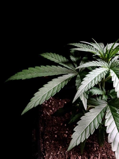 3M ♕ Caribbean Queen. Week 3