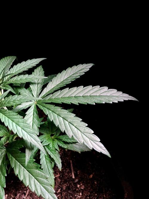 3M ♕ Caribbean Queen. Week 3