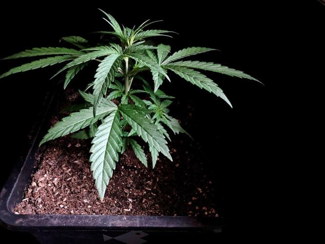 3M ♕ Caribbean Queen. Week 3