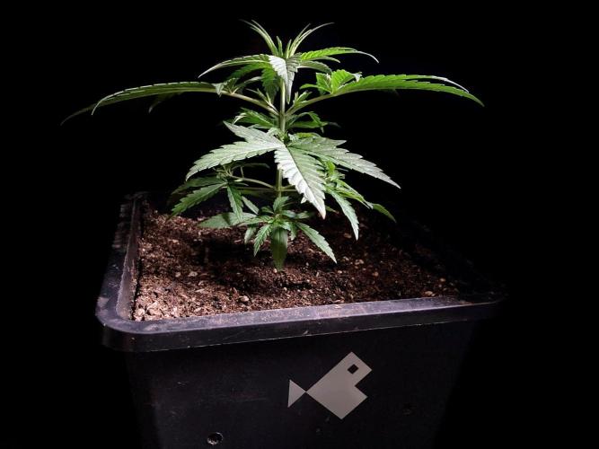 3M ♕ Caribbean Queen. Week 3