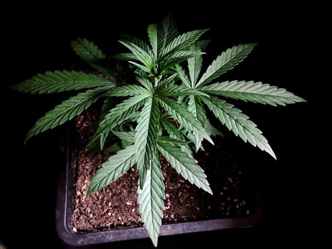 3M ♕ Caribbean Queen. Week 3