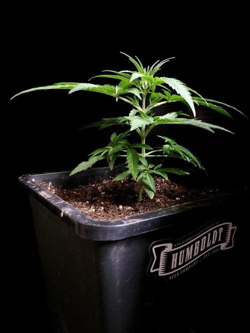 3M ♕ Caribbean Queen. Week 3