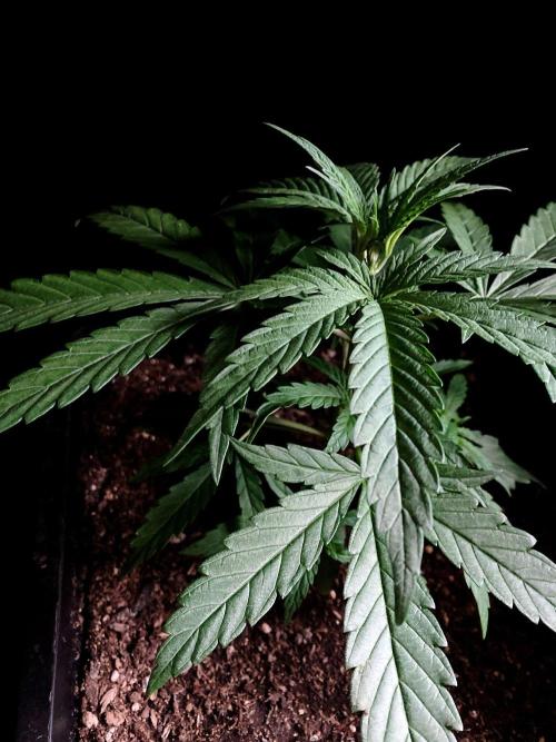 3M ♕ Caribbean Queen. Week 3