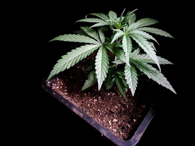 3M ♕ Caribbean Queen. Week 3