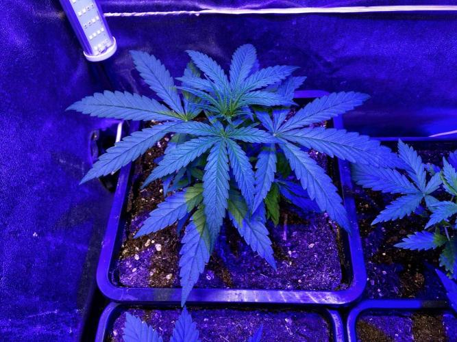 3M ♕ Caribbean Queen. Week 3