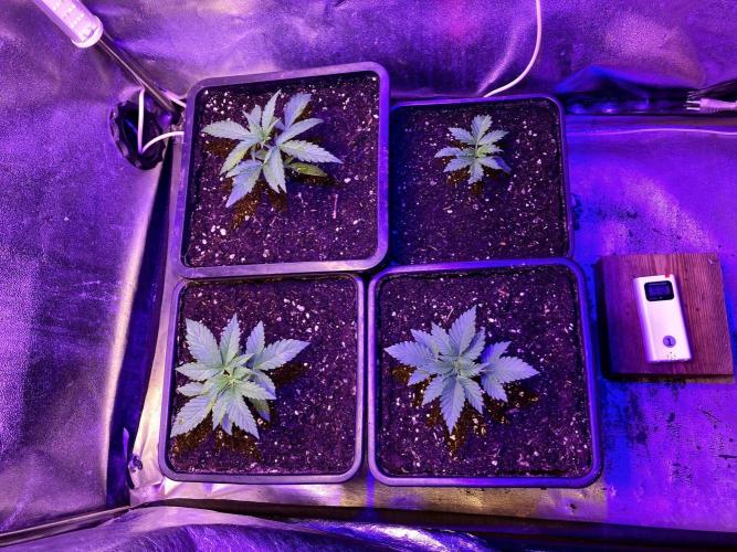 3M ♕ Caribbean Queen. Week 3