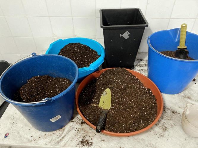 3M ♕ Caribbean Queen. Week 3