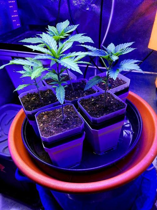 3M ♕ Caribbean Queen. Week 3