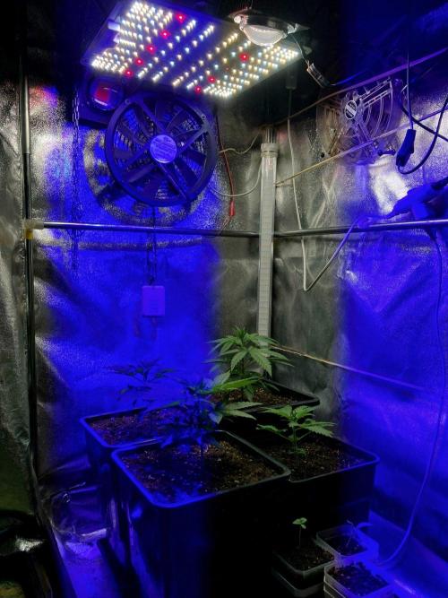 Trainwreck . Week 3