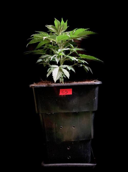 3M 🍊 Clementine Slush. Week 4