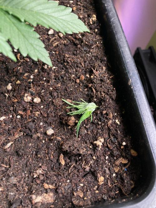 3M 🍊 Clementine Slush. Week 4