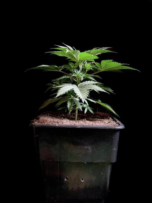 3M 🍊 Clementine Slush. Week 4