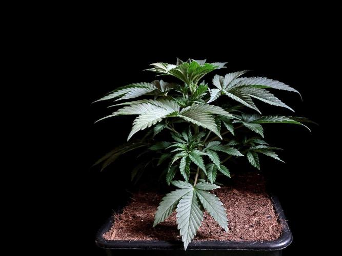 3M 🍊 Clementine Slush. Week 4