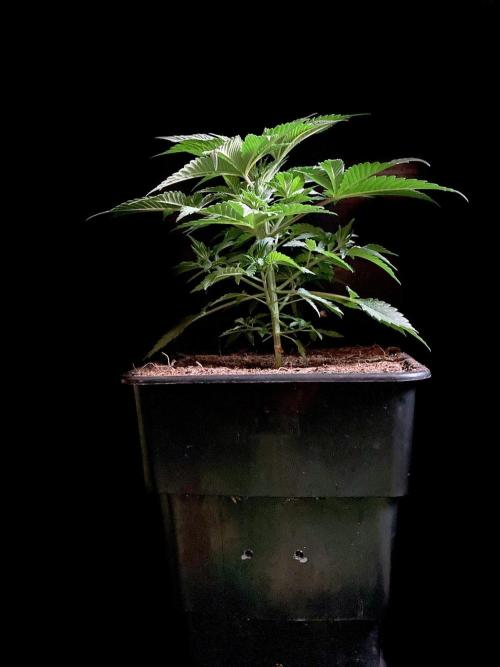3M 🍊 Clementine Slush. Week 4