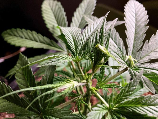 3M ♕ Caribbean Queen. Week 4
