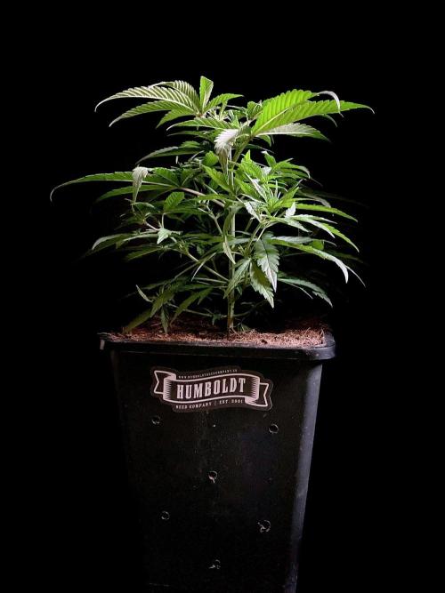 3M ♕ Caribbean Queen. Week 4