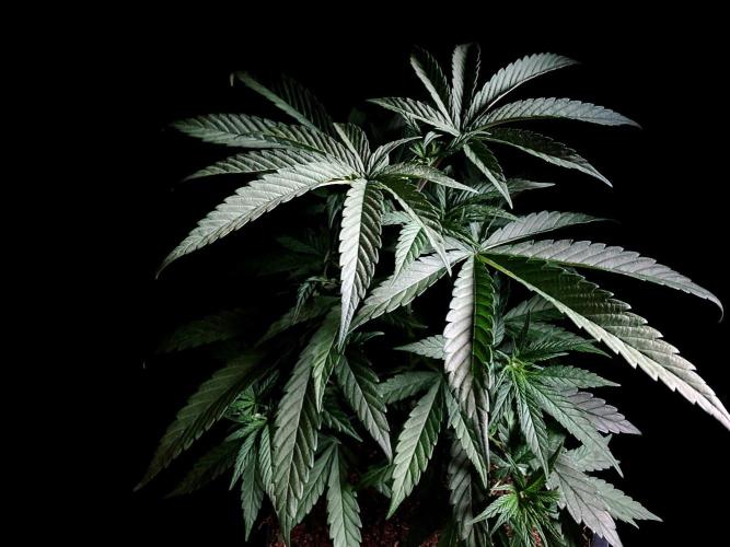 3M ♕ Caribbean Queen. Week 4