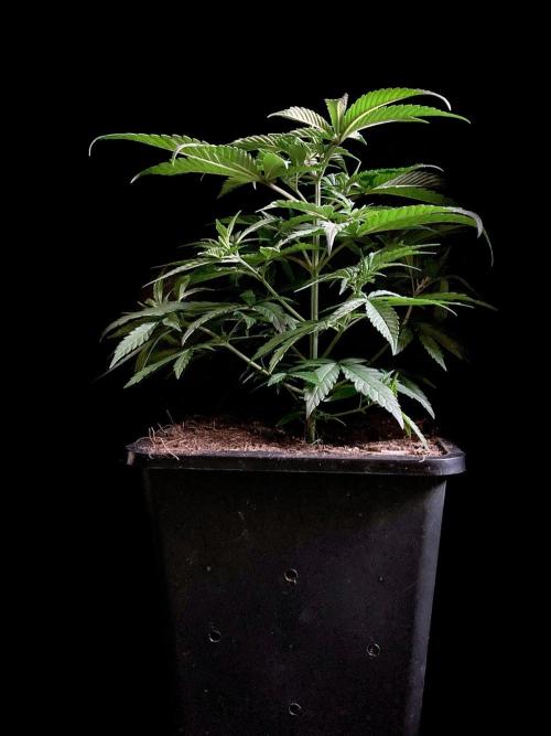 3M ♕ Caribbean Queen. Week 4