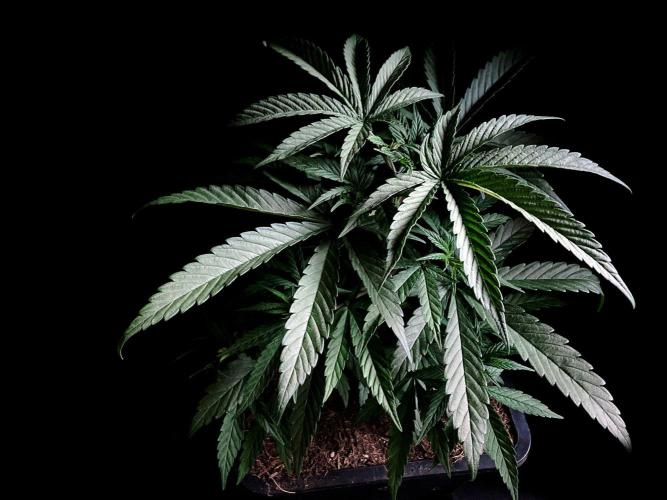 3M ♕ Caribbean Queen. Week 4