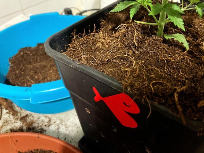 3M ♕ Caribbean Queen. Week 4