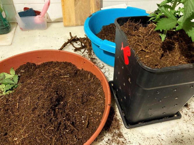 3M ♕ Caribbean Queen. Week 4