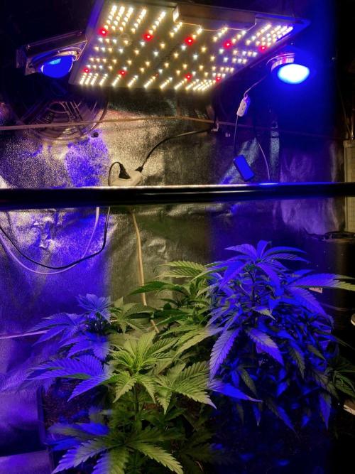 3M ♕ Caribbean Queen. Week 4